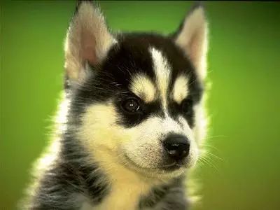 狂犬病|认识狂犬病,了解狂犬病