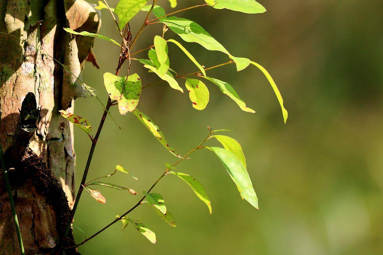 树木|为什么强行在沙漠地区植树造林，反而会加剧当地土壤沙漠化？