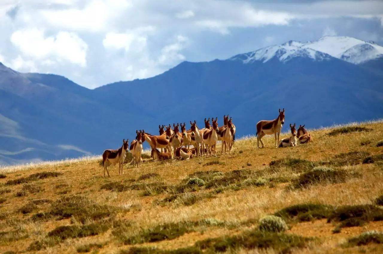 树木|为什么强行在沙漠地区植树造林，反而会加剧当地土壤沙漠化？