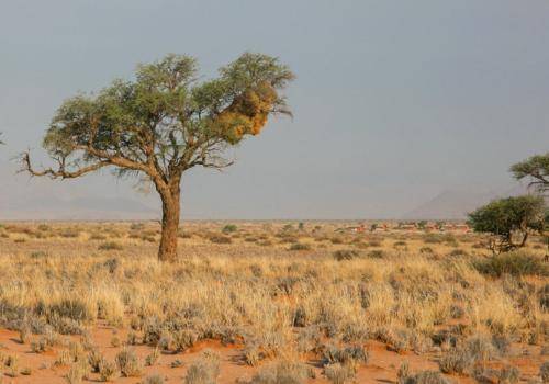 树木|为什么强行在沙漠地区植树造林，反而会加剧当地土壤沙漠化？
