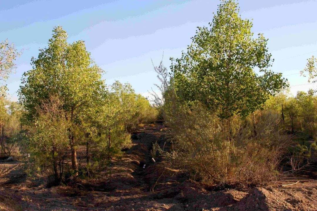 树木|为什么强行在沙漠地区植树造林，反而会加剧当地土壤沙漠化？