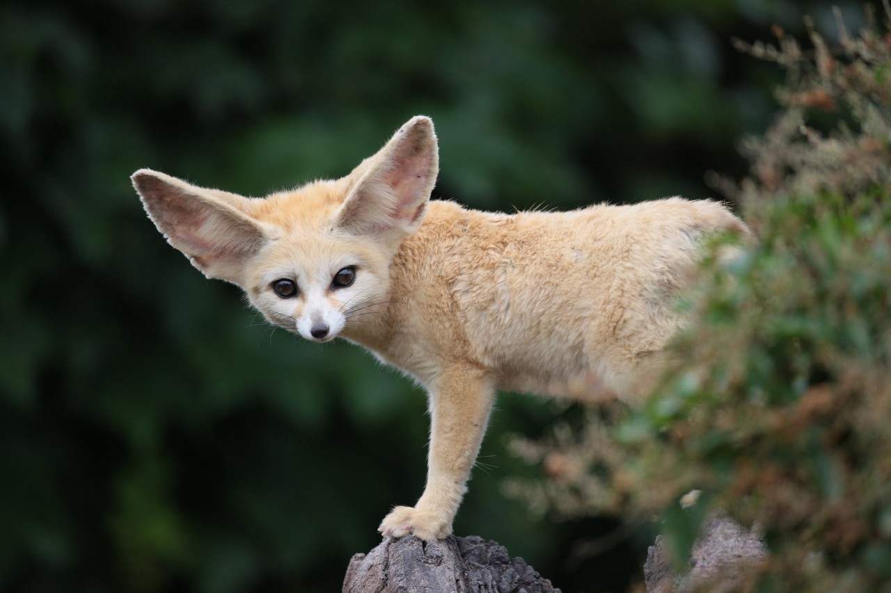 树木|为什么强行在沙漠地区植树造林，反而会加剧当地土壤沙漠化？
