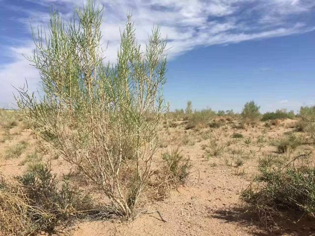 树木|为什么强行在沙漠地区植树造林，反而会加剧当地土壤沙漠化？