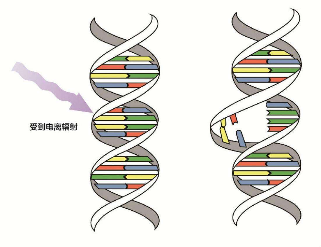 太空种子|种子登上太空后会变大？那人类登上太空后会变大吗？