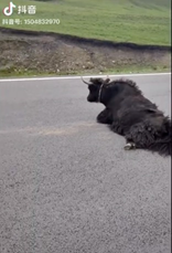 视觉志|自驾游拍下可怕画面，去公厕千万小心｜百家故事