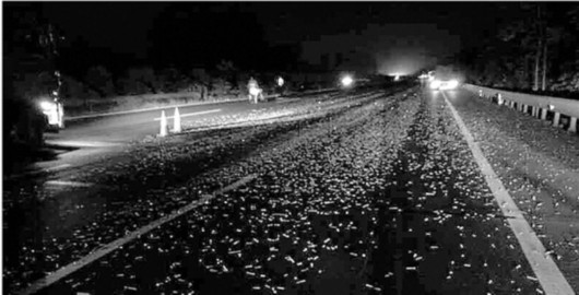 视觉志|自驾游拍下可怕画面，去公厕千万小心｜百家故事