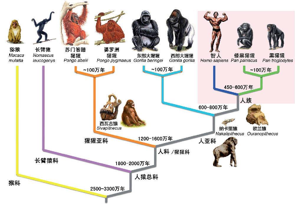 科学|人类的最终结局是什么，能逃脱灭绝的诅咒吗？