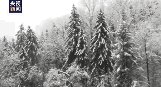 |雪?雪?雪?……第一场雪来啦