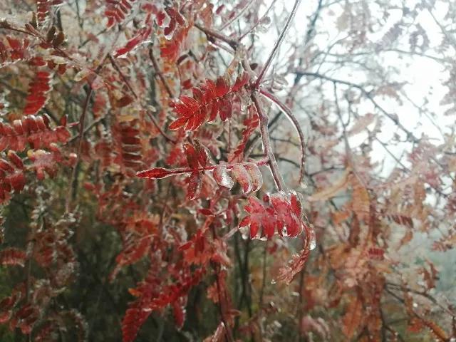 |雪?雪?雪?……第一场雪来啦