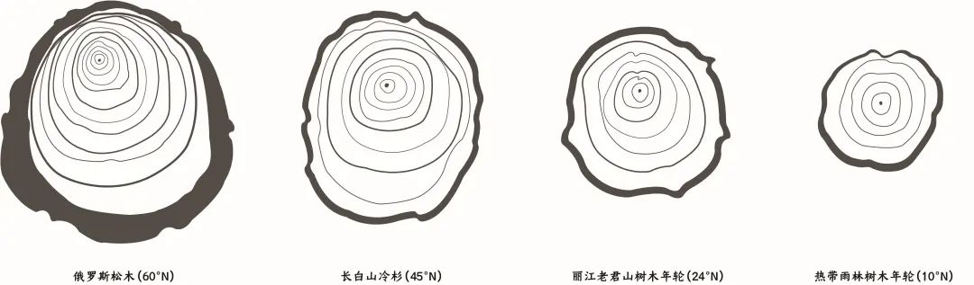 树木|藏文科普｜寻找北半球树木生长的秘密