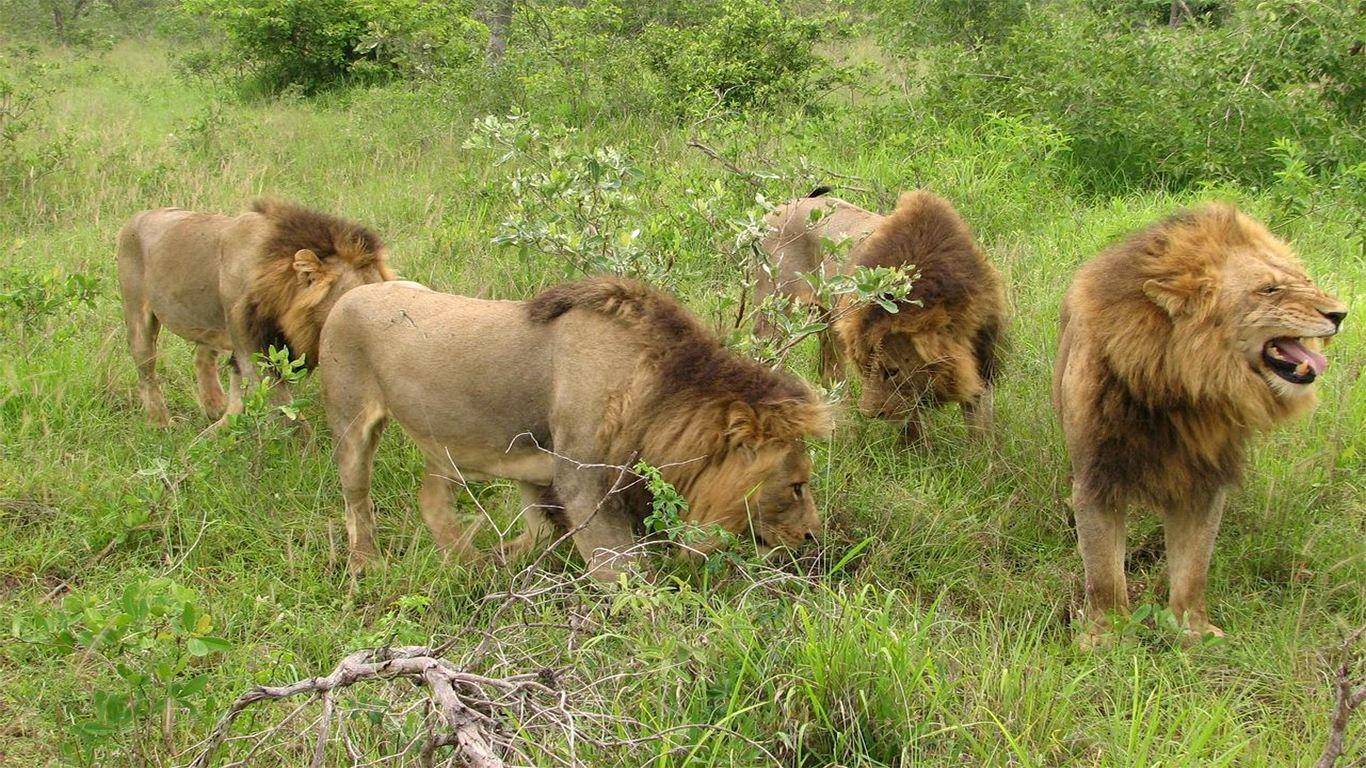 科学|狮群中如果有2只雄狮，谁可以和母狮交配？另一只只能干看着？
