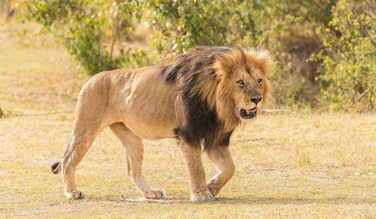 科学|狮群中如果有2只雄狮，谁可以和母狮交配？另一只只能干看着？