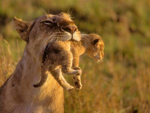 科学|狮群中如果有2只雄狮，谁可以和母狮交配？另一只只能干看着？