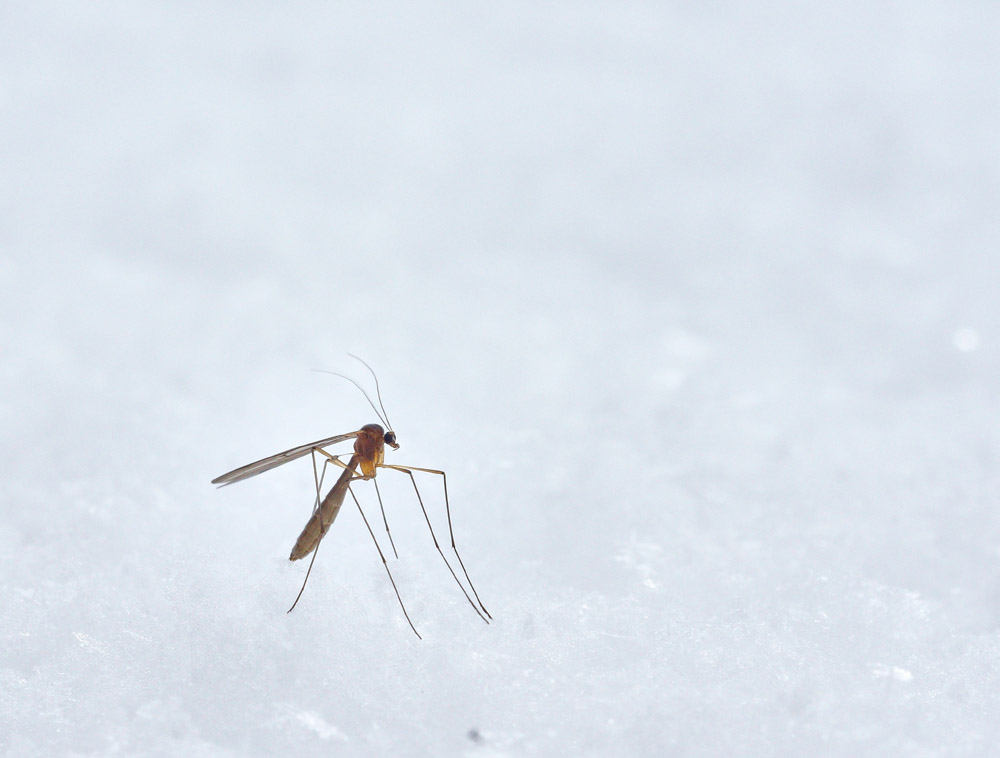 昆虫|蚊虫可以过冬吗，冬天一到是不是就都死了？不是