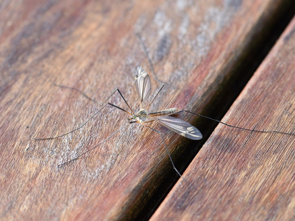 昆虫|蚊虫可以过冬吗，冬天一到是不是就都死了？不是