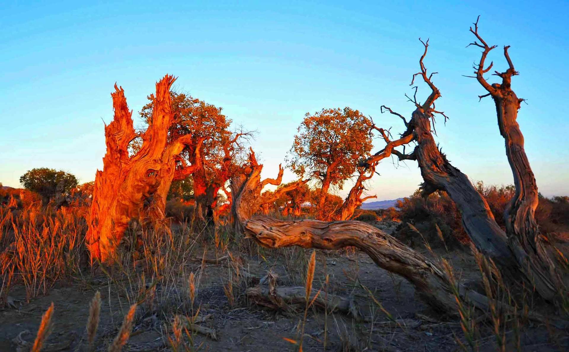 澳大利亚沙漠|上帝也难滋养的大陆，澳大利亚四面环海，为什么仍有大片沙漠？