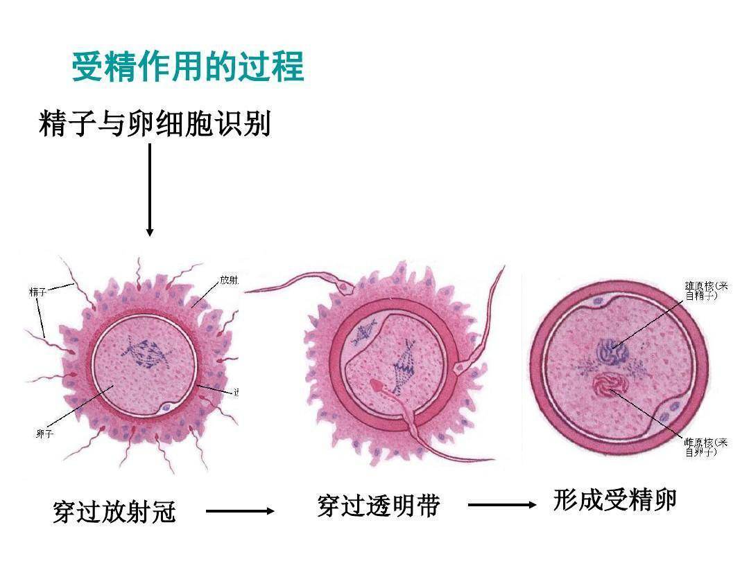 卵细胞|精子进入女子身体后，免疫细胞为什么要追杀精子？