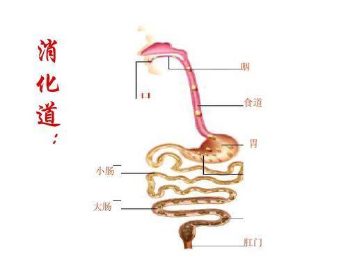 肉毒杆菌|世界上最毒的毒物，1千克就可毒光全人类