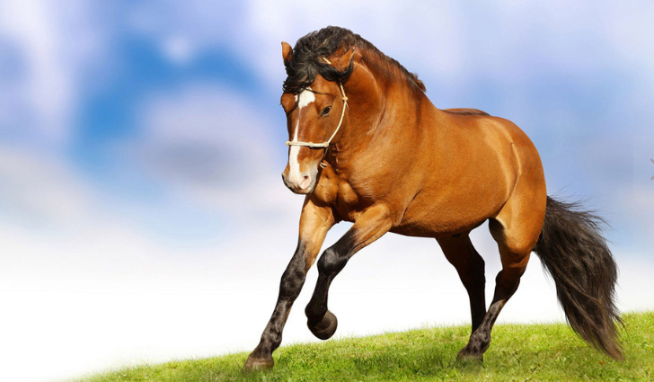 海关|请注意，非洲马瘟来势汹汹！