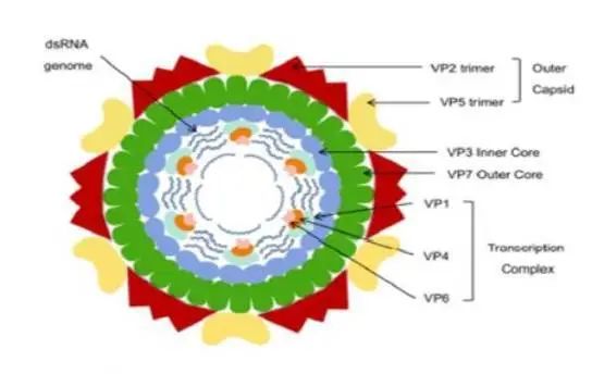 海关|请注意，非洲马瘟来势汹汹！