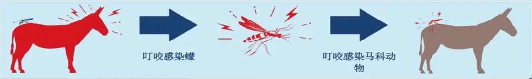 海关|请注意，非洲马瘟来势汹汹！