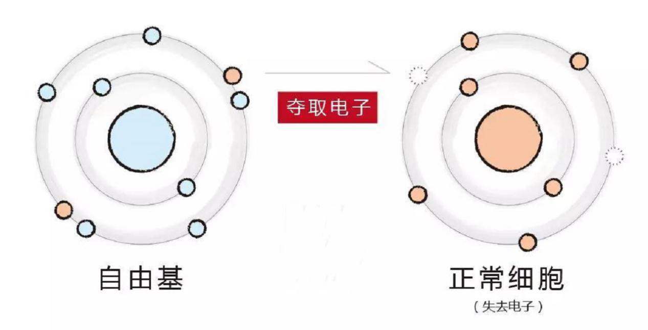 氧自由基|氧气会不会是一种慢性毒气，需要70-80年才能致人死地？