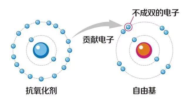 氧自由基|氧气会不会是一种慢性毒气，需要70-80年才能致人死地？