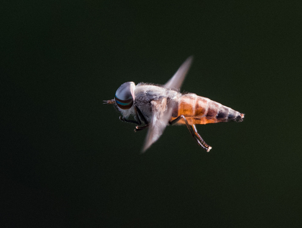 科学|苍蝇飞得并不快，可你就是无法打到它，知道是什么原因吗？