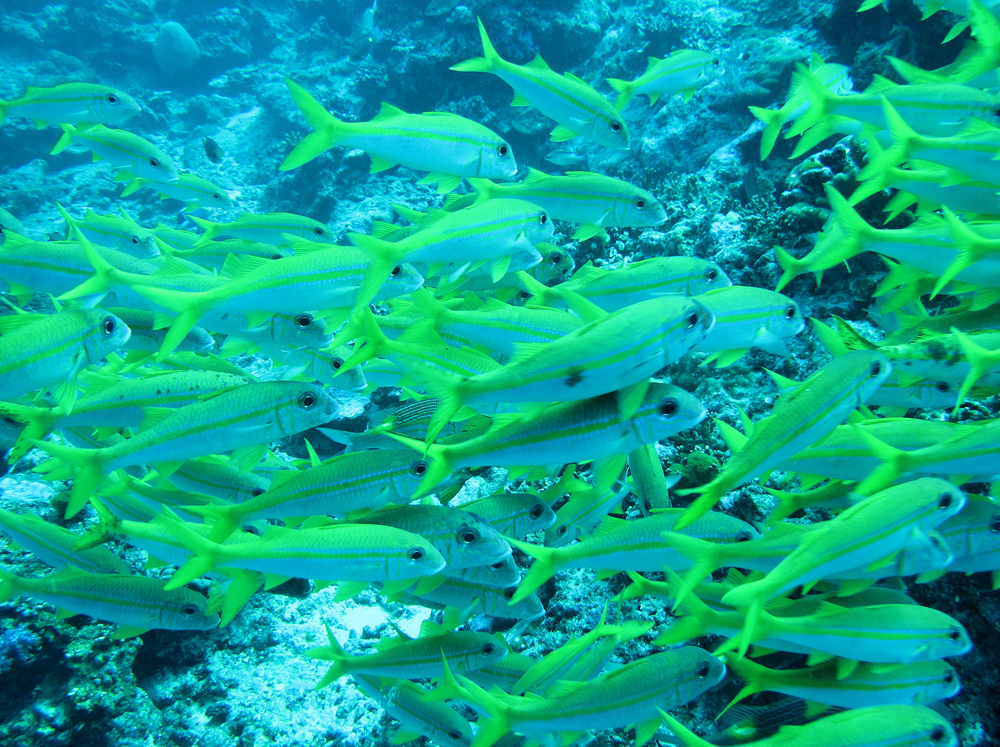 科学|苍蝇飞得并不快，可你就是无法打到它，知道是什么原因吗？