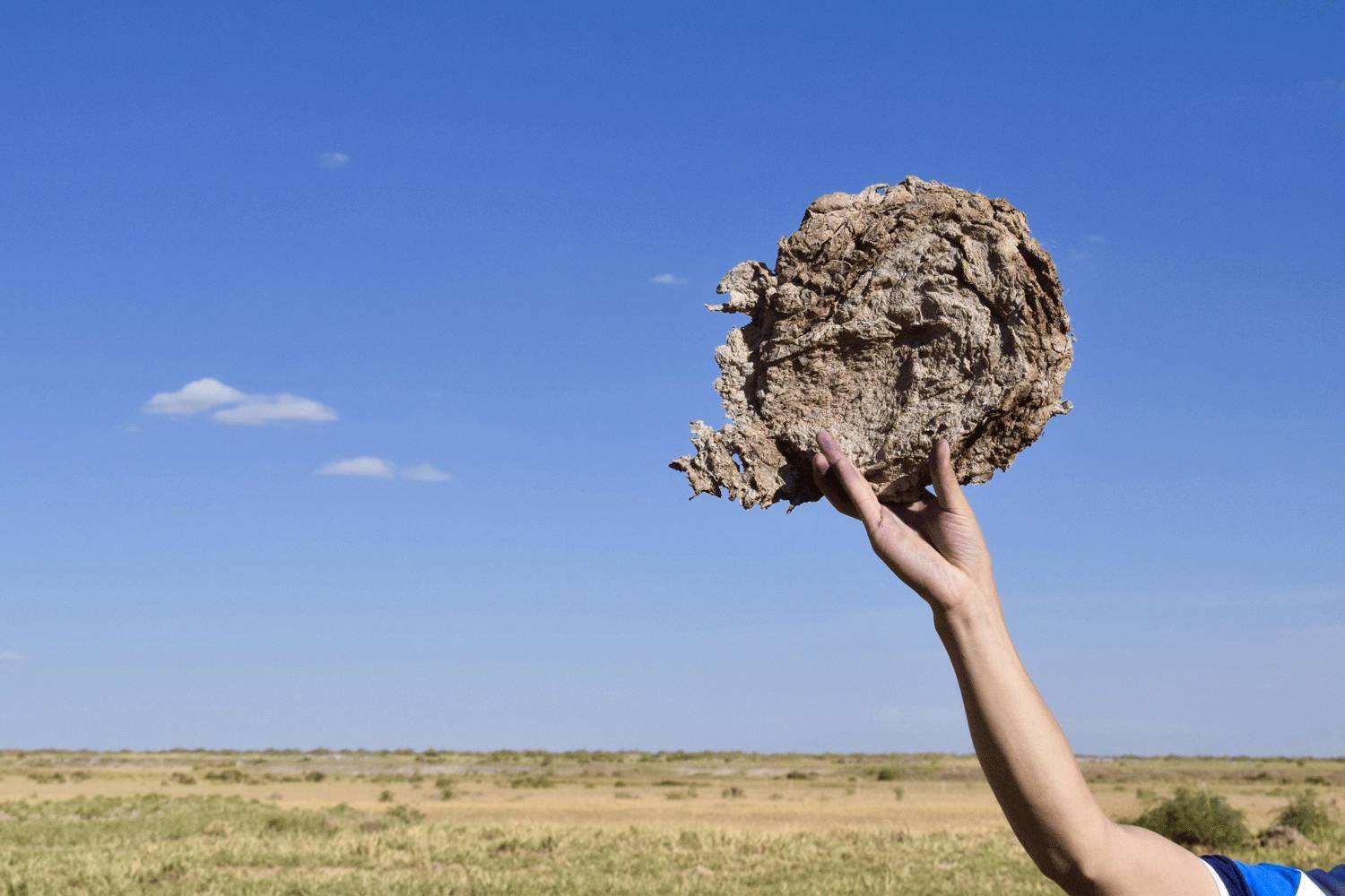 电离辐射|印度发明“牛粪芯片”可防辐射，防疾病，是高科技，还是大忽悠？