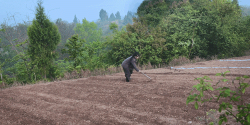 紫米|时间有点忒快了，又是一年忙秋收的季节~