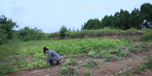 紫米|时间有点忒快了，又是一年忙秋收的季节~