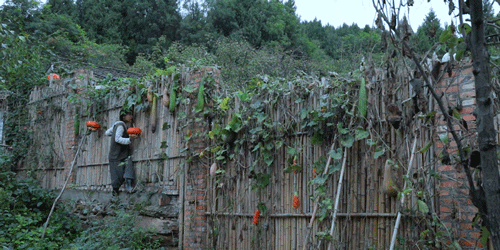 紫米|时间有点忒快了，又是一年忙秋收的季节~