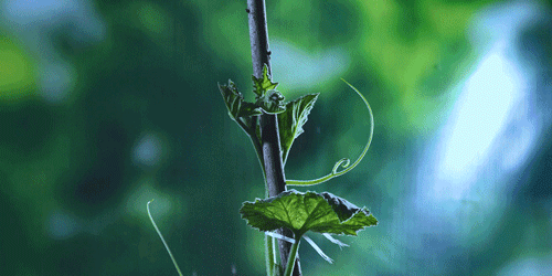 紫米|时间有点忒快了，又是一年忙秋收的季节~