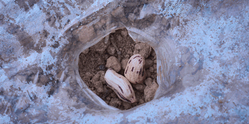 紫米|时间有点忒快了，又是一年忙秋收的季节~