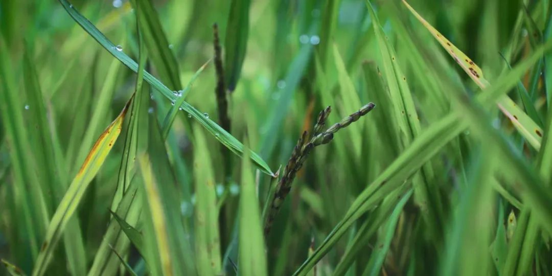 紫米|时间有点忒快了，又是一年忙秋收的季节~