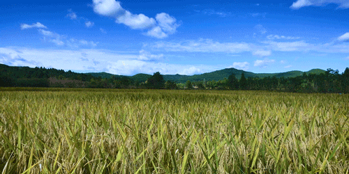 紫米|时间有点忒快了，又是一年忙秋收的季节~