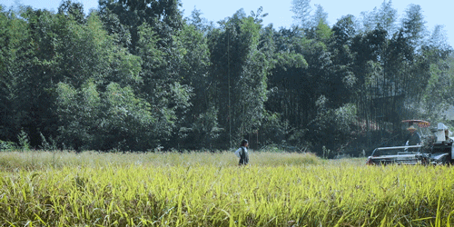 紫米|时间有点忒快了，又是一年忙秋收的季节~