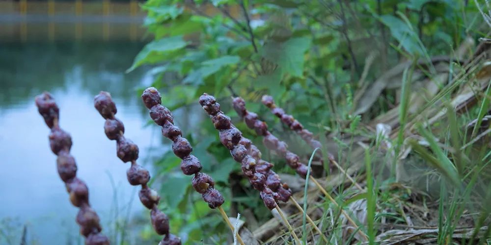 紫米|时间有点忒快了，又是一年忙秋收的季节~
