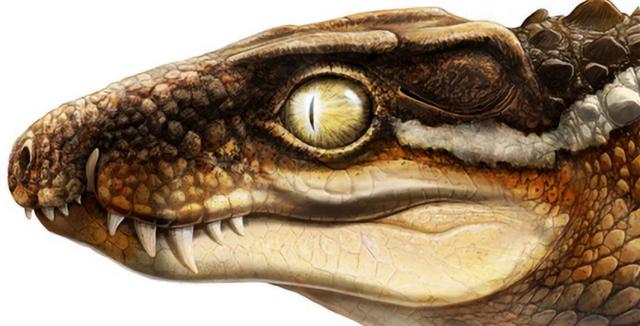 恐龙|除了恐龙，谁还吃恐龙？