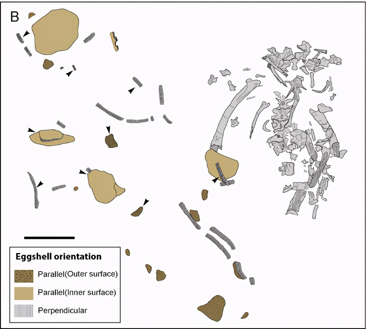 恐龙|除了恐龙，谁还吃恐龙？