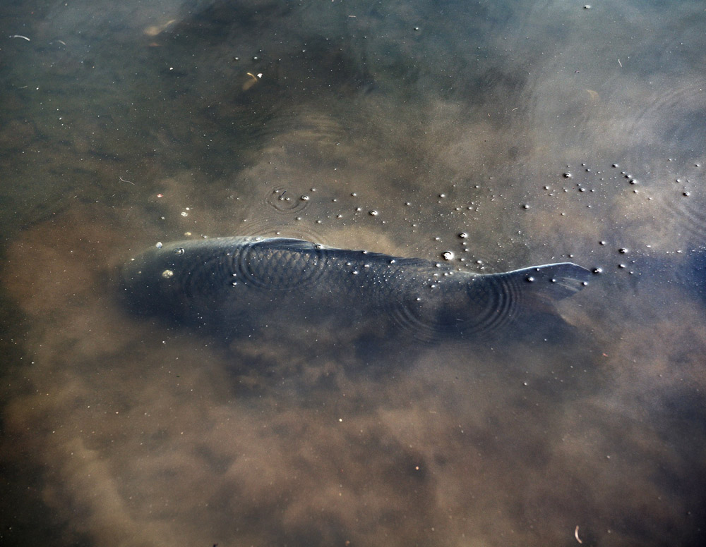 科学|孤立的水坑，总是能凭空出现鱼，这是为什么？