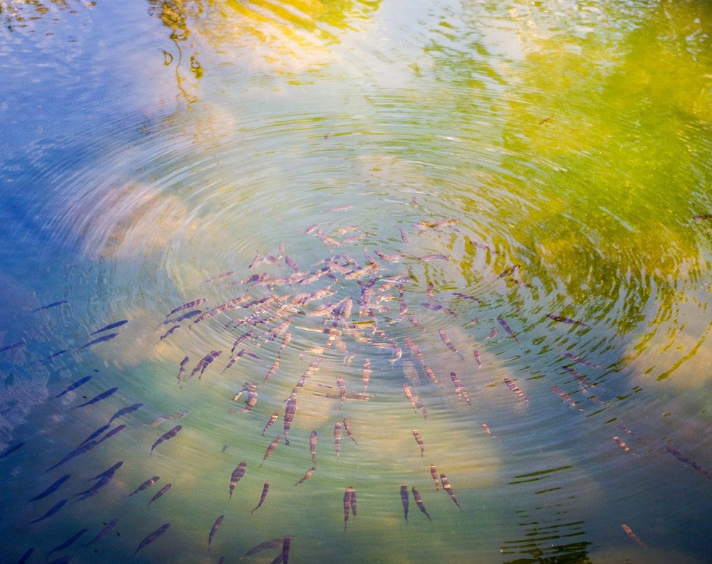 科学|孤立的水坑，总是能凭空出现鱼，这是为什么？