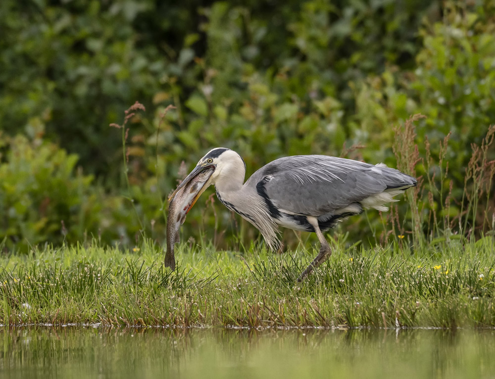 科学|孤立的水坑，总是能凭空出现鱼，这是为什么？