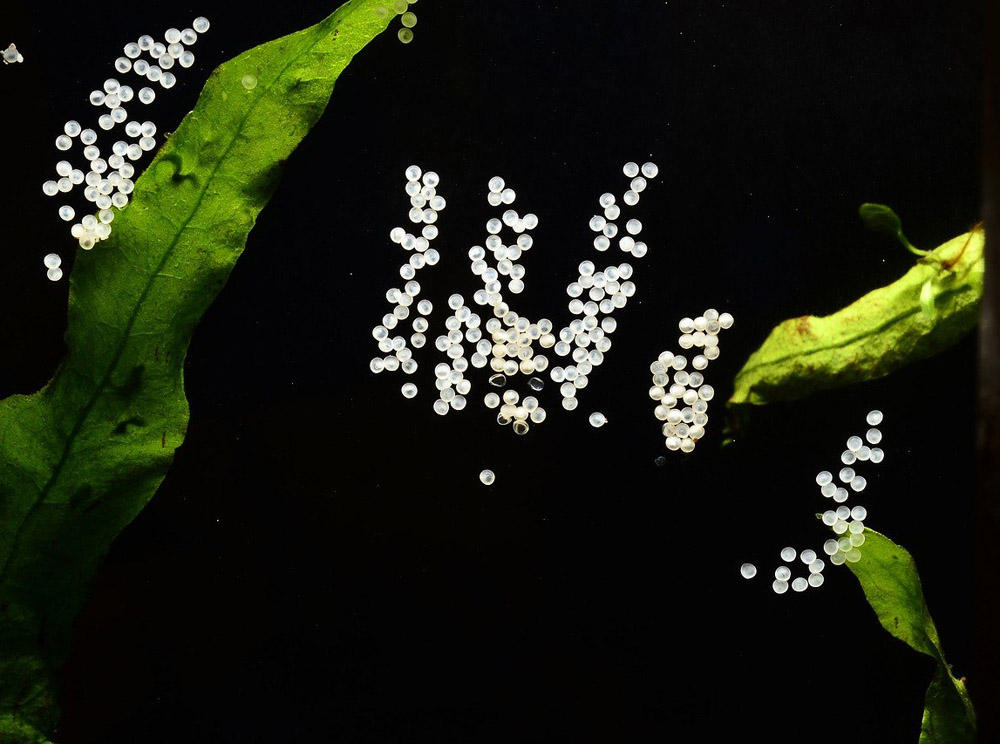 科学|孤立的水坑，总是能凭空出现鱼，这是为什么？