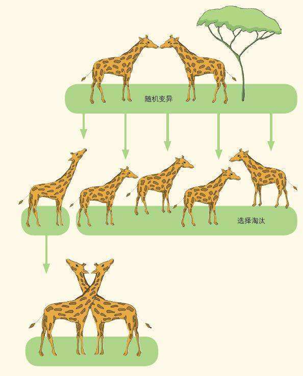 科学|活着不好吗，为什么生物要进化出“死亡”？