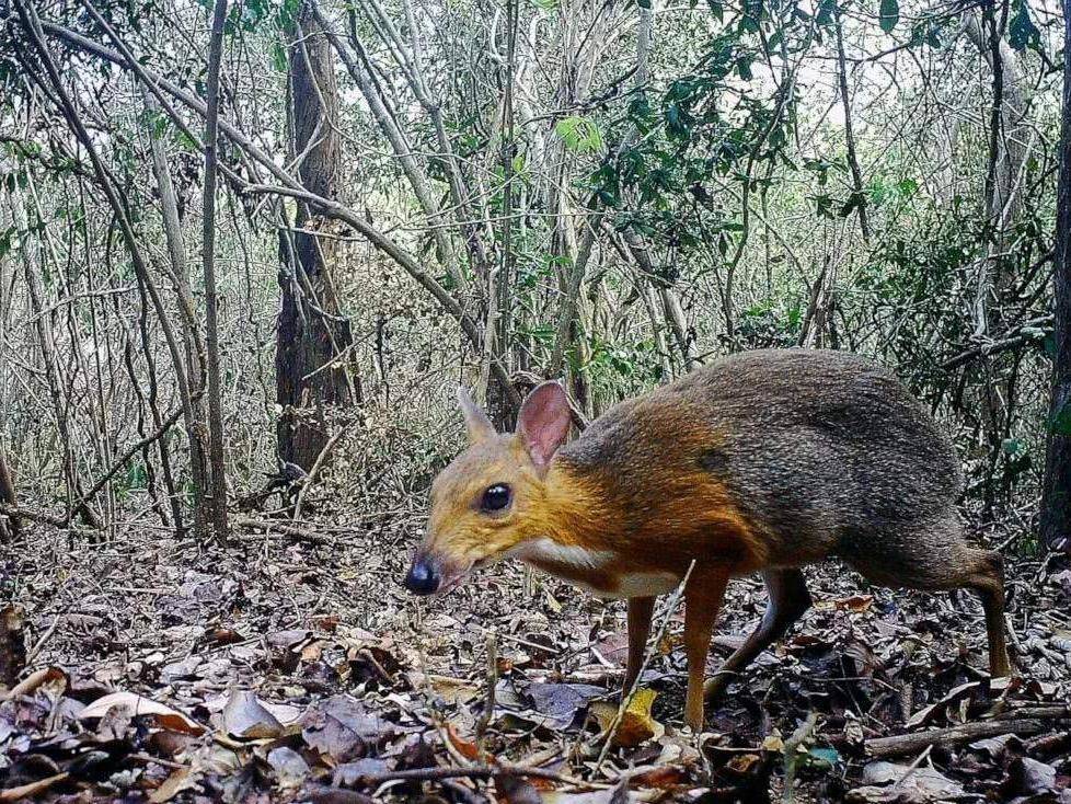 华南虎|灭绝30年的生物在越南重现，那么野生华南虎也能重新被发现吗？