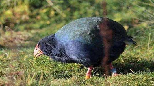 华南虎|灭绝30年的生物在越南重现，那么野生华南虎也能重新被发现吗？