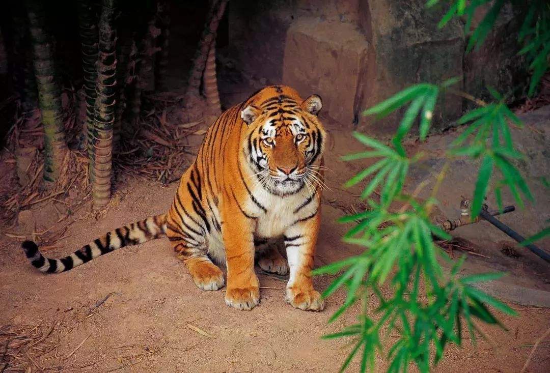 华南虎|灭绝30年的生物在越南重现，那么野生华南虎也能重新被发现吗？