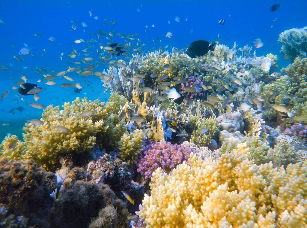 科学|地球又出事？珊瑚已显示物种大灭绝特征，或迎来第6次生物大灭绝